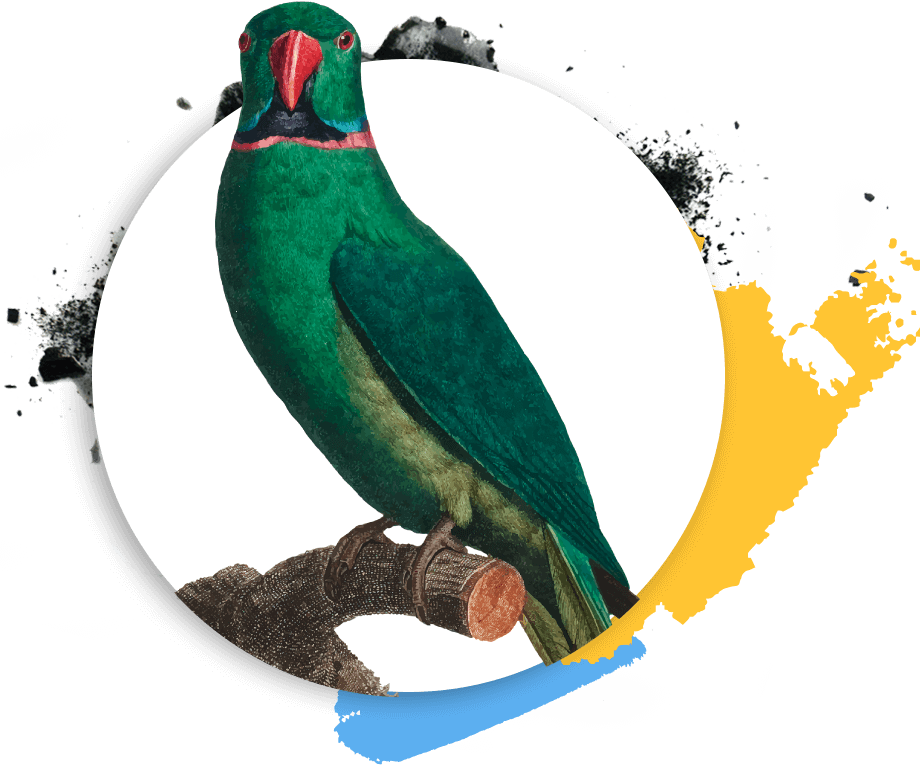 https://www.lasferainvisibile.it/wp-content/uploads/2019/03/Psittaciformes.png