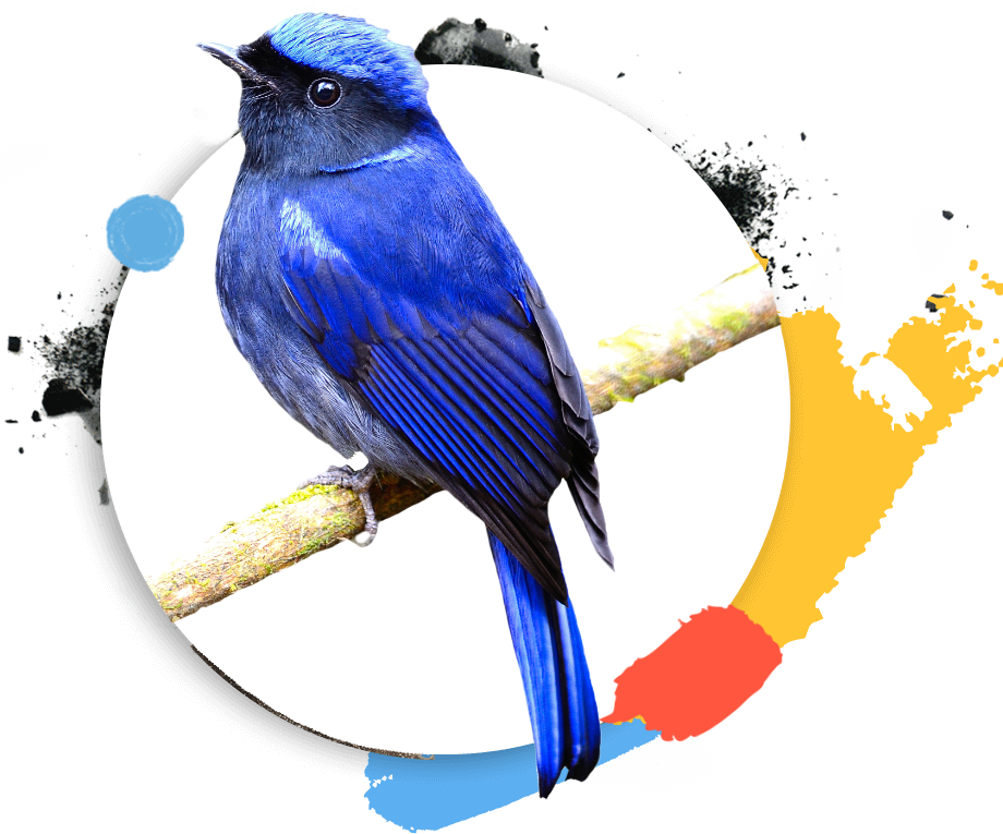 https://www.lasferainvisibile.it/wp-content/uploads/2022/12/bird.png