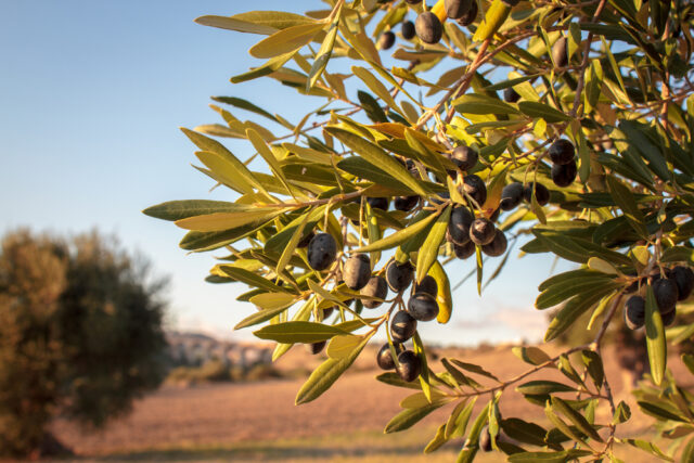 https://www.lasferainvisibile.it/wp-content/uploads/2022/12/shutterstock_1855702924-640x427.jpg